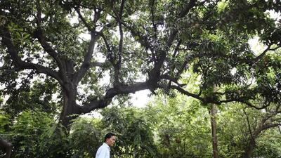 A PWD official said numerous street-scaping projects were being undertaken across the city, with the department assisting the forest department wherever required. (Representative image/HT Archive) A PWD official said numerous street-scaping projects were being undertaken across the city, with the department assisting the forest department wherever required. (Representative image/HT Archive)
