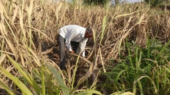 “How will the farmer's income double if the loan allocation covers less than half the farmer population in the state?”, JDS MLA Bandeppa Kashempur asked in the assembly (REUTERS picture)