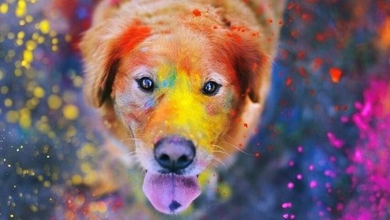 Holi 2022: How to keep your pets safe during celebrations - Hindustan Times