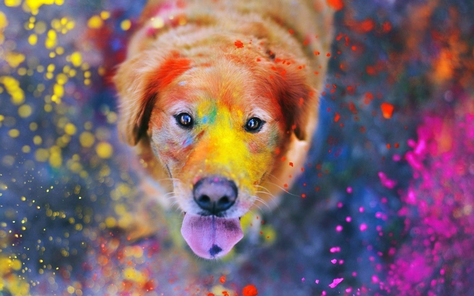 Keep your pet away from artificial colours as the chemicals in them could trigger allergies and other health problems if they lick them. (Pinterest)