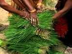 Women’s continued role in agriculture is well marked, well realised, however, it is often underestimated. Close to 75% of the full-time workers on Indian farms are women.(AP) Women’s continued role in agriculture is well marked, well realised, however, it is often underestimated. Close to 75% of the full-time workers on Indian farms are women.(AP)