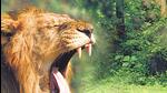 The virus killed 30 lions in two months in 2018 at Gujarat’s Gir National Park. (HT Photo (representative image)) The virus killed 30 lions in two months in 2018 at Gujarat’s Gir National Park. (HT Photo (representative image))