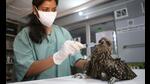 Chinese ‘manja’ injures Black Kite in Agra, rescued (sourced) Chinese ‘manja’ injures Black Kite in Agra, rescued (sourced)