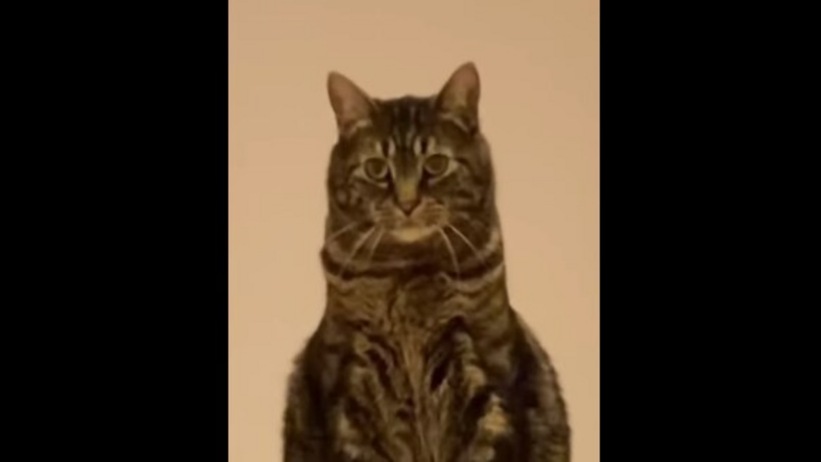 Cat's list of why its human might be a 'red flag' may have ...