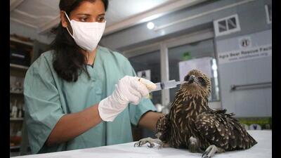 Chinese ‘manja’ injures Black Kite in Agra, rescued (sourced)