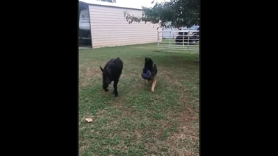 A screengrab of the video of a dog playing with a little calf. (Jukin Media) A screengrab of the video of a dog playing with a little calf. (Jukin Media)