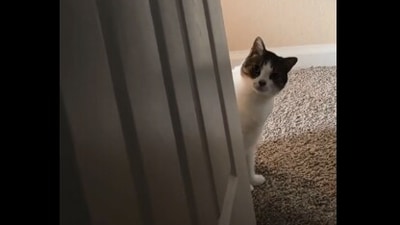 The image, taken from the Reddit video, shows a cat. (Reddit/@Nayib_Ozzy)