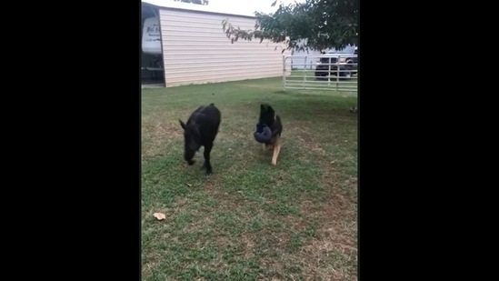 A BALL OF FLOOF! - Animals  Cute dogs, Baby animals, Cute little animals