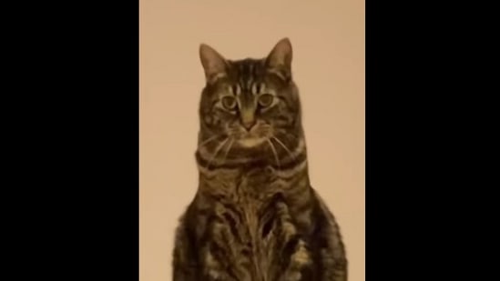 Screengrab from the Instagram video that shows a cat listing reasons why its human might be a ‘red flag.’ (instagram/@mr.milothechonk)