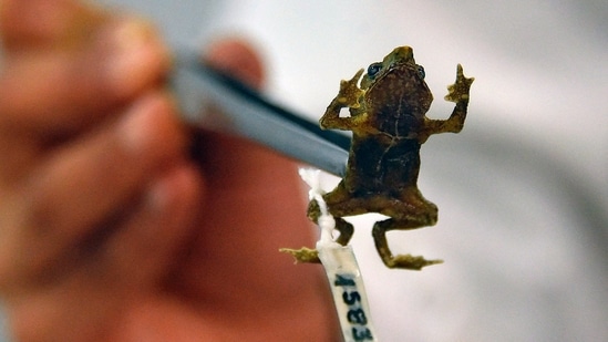 Ecuadorean biologist Diego Batallas shows a Rhinella festae toad at the National Institute of Biodiversity in Quito, on March 2, 2022.&nbsp;(AFP)