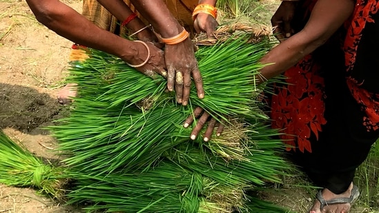 Women’s continued role in agriculture is well marked, well realised, however, it is often underestimated. Close to 75% of the full-time workers on Indian farms are women.(AP)