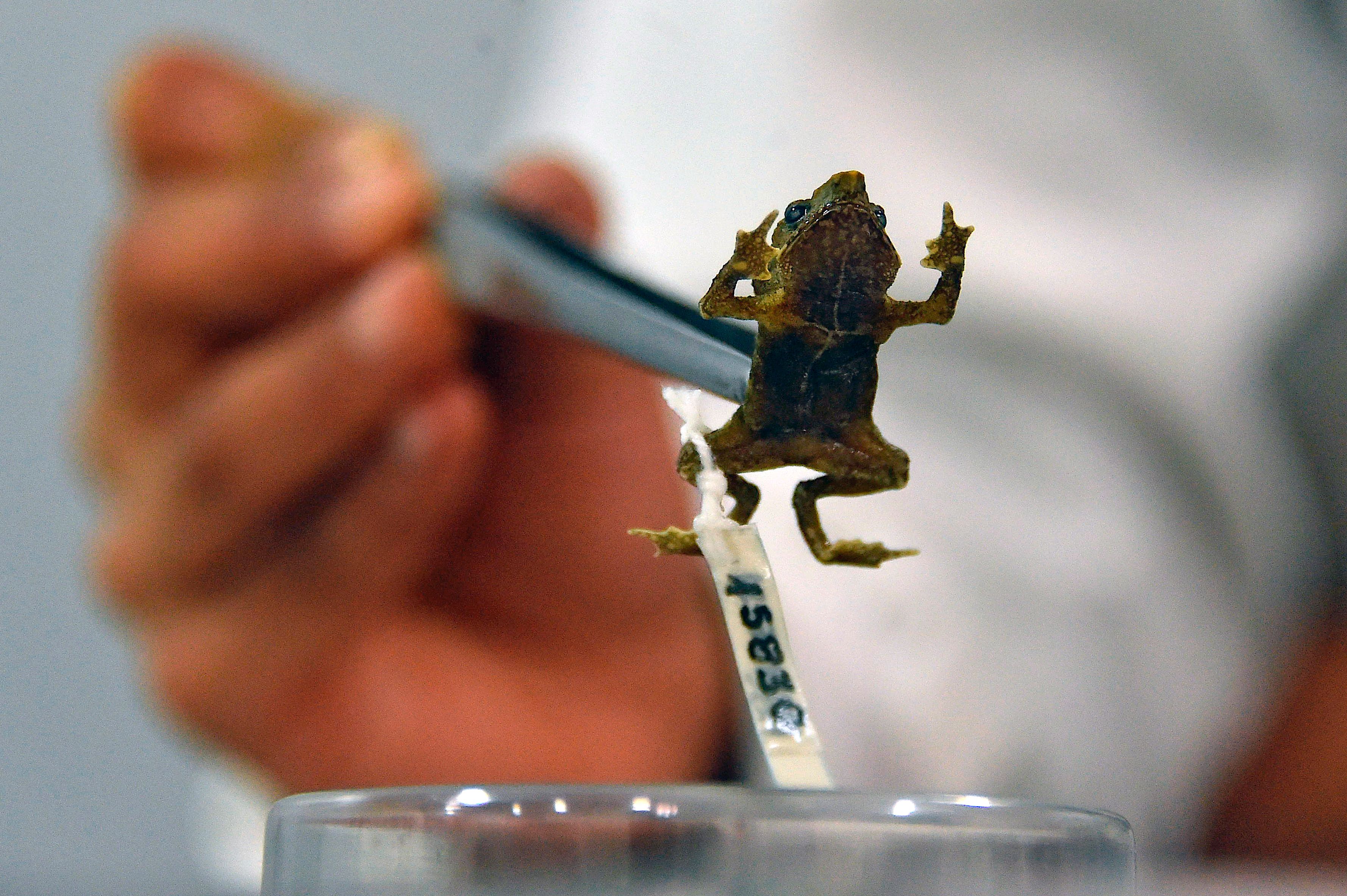 Ecuadorean biologist Diego Batallas shows a Rhinella festae toad at the National Institute of Biodiversity in Quito, on March 2, 2022. (AFP) Ecuadorean biologist Diego Batallas shows a Rhinella festae toad at the National Institute of Biodiversity in Quito, on March 2, 2022. (AFP)