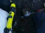 The image, taken from the Facebook video, shows the cat being rescued.
