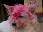 Department of Animal Husbandry and Veterinary Services appeals people not to apply colors on Animals this Holi. (Stock photo) Department of Animal Husbandry and Veterinary Services appeals people not to apply colors on Animals this Holi. (Stock photo)