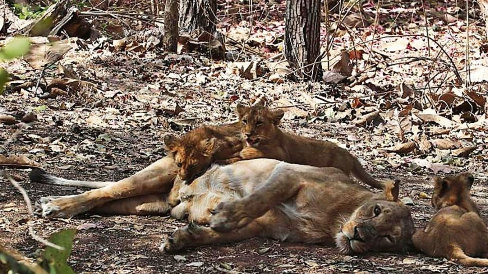 Can Lions Get Canine Distemper