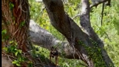 The image, taken from the Reddit video, shows a dog perched on a tree. (Reddit/@shittymorph)