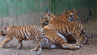 Pune municipal commissioner said that a 20-year development plan has been chalked for the zoo with the help of Central Zoo Authority (CZA) and requisite approvals have been sought from authorities for the four-stage plan. (HT Photo)