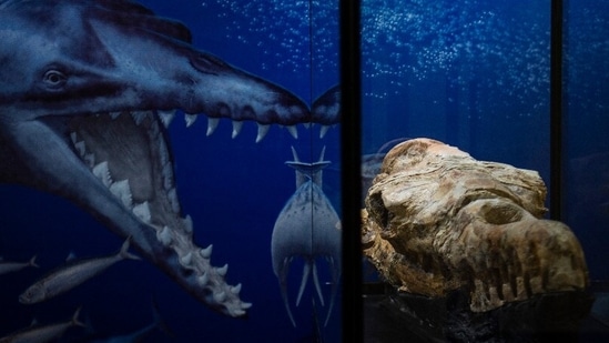 The fossil was found at the end of 2021 in the Ocucaje Desert - the desolate landscape was a shallow sea millions of years ago. AFP The fossil was found at the end of 2021 in the Ocucaje Desert - the desolate landscape was a shallow sea millions of years ago. AFP