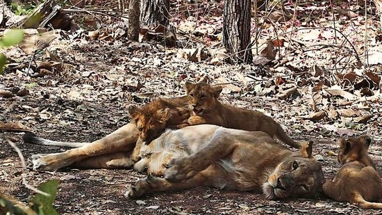 The Gir forests are the only natural habitat of the Asiatic Lions in western India. (AP Photo/Ajit Solanki)