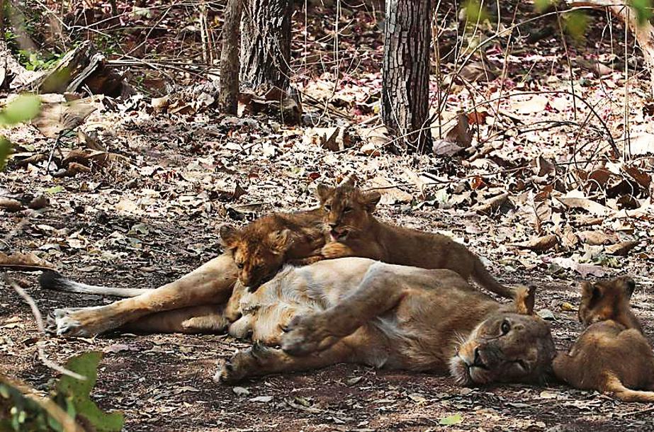 The Gir forests are the only natural habitat of the Asiatic Lions in western India. (AP Photo/Ajit Solanki)