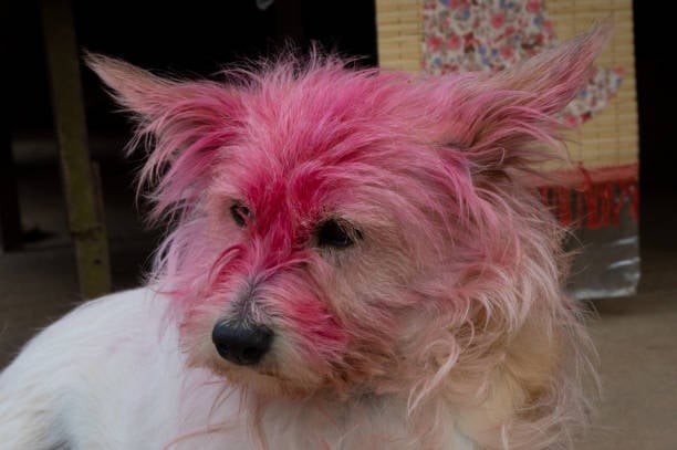 Department of Animal Husbandry and Veterinary Services appeals people not to apply colors on Animals this Holi. (Stock photo)