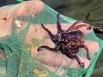 This farm in Mexico turns fish waste into pellets to feed its octopuses.&nbsp;(Reuters)