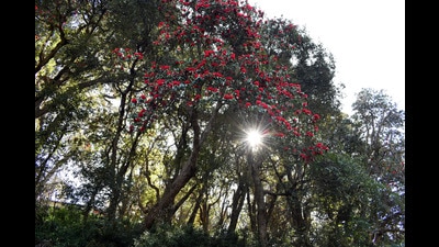 Concerned over changing flowering patterns and shifting baseline of trees, the Himachal Pradesh forest department will now undertake scientific studies along with the Himalayan Forest Research Institute (HFRI) to study the effect of climate change on all the species of Rhododendron. (Deepak Sansta/HT) Concerned over changing flowering patterns and shifting baseline of trees, the Himachal Pradesh forest department will now undertake scientific studies along with the Himalayan Forest Research Institute (HFRI) to study the effect of climate change on all the species of Rhododendron. (Deepak Sansta/HT)