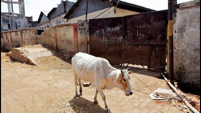The Pune Municipal Corporation (PMC) is constructing a modernise slaughterhouse in Pune. (FILE PHOTO) The Pune Municipal Corporation (PMC) is constructing a modernise slaughterhouse in Pune. (FILE PHOTO)
