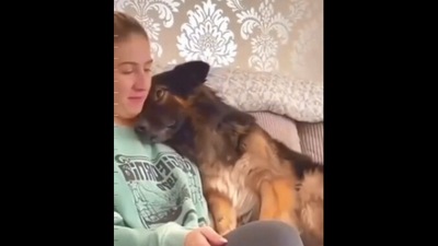 The image, taken from the Reddit video, shows the dog with its human. (Reddit/@Devi8tor)