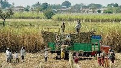 India’s wheat exports are sure to go up, benefiting the agri-trade sector and farmers, due to a large void in global stocks, as supplies from war-torn Russia and Ukraine are shrinking. (HT PHOTO.) India’s wheat exports are sure to go up, benefiting the agri-trade sector and farmers, due to a large void in global stocks, as supplies from war-torn Russia and Ukraine are shrinking. (HT PHOTO.)