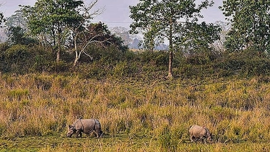 Assam’s Kaziranga National Park received over 2.20 lakh visitors in 2021-22, the highest in the last 12 years, and the revenue earned from tourist footfall surpassed <span class='webrupee'>₹</span>4 crore, according to official data.(HT File Photo) Assam’s Kaziranga National Park received over 2.20 lakh visitors in 2021-22, the highest in the last 12 years, and the revenue earned from tourist footfall surpassed <span class='webrupee'>₹</span>4 crore, according to official data.(HT File Photo)