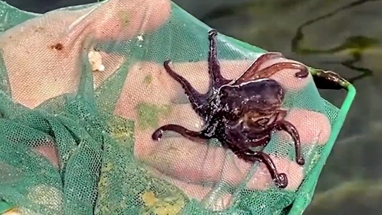 This farm in Mexico turns fish waste into pellets to feed its octopuses. (Reuters)