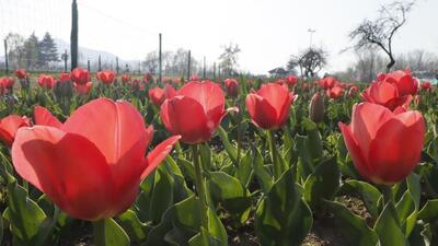 The Tulip Garden plays an important part in attracting more tourists to Kashmir during this spring season, particularly after the Covid disruptions since March 2020. (Waseem Andrabi/ HT)