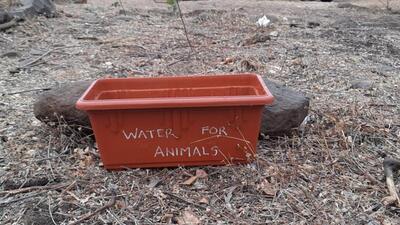 One of the water bowls placed by volunteers for animals and birds at Arai tekdi. (HT PHOTO)