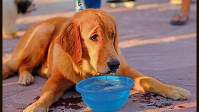 Delhi-NCR residents have installed water pots and tubs, in their localities, to help the strays beat the heat. (Photo:Pratik Chorge/HT) Delhi-NCR residents have installed water pots and tubs, in their localities, to help the strays beat the heat. (Photo:Pratik Chorge/HT)