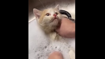 Screengrab from the Instagram video where Tangerine the kitten gets a bath.&nbsp; (instagram/@heidiwranglescats)