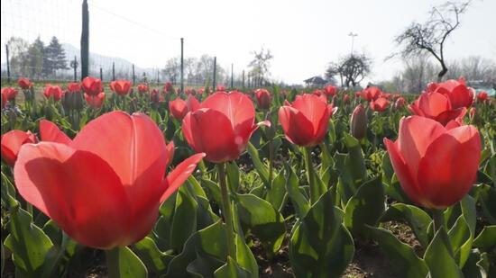 The Tulip Garden plays an important part in attracting more tourists to Kashmir during this spring season, particularly after the Covid disruptions since March 2020. (Waseem Andrabi/ HT)
