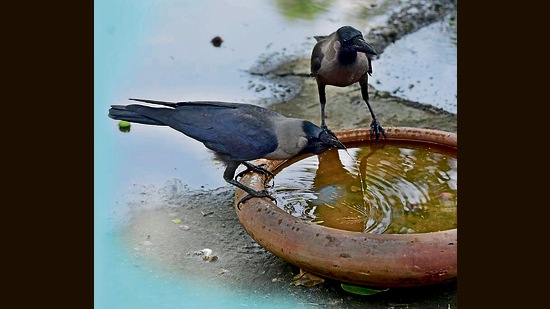 Residents are putting out water bowls for birds that are big enough for them to bathe, too. (Photo:Sushil Kumar/HT)
