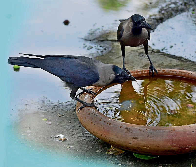 Residents are putting out water bowls for birds that are big enough for them to bathe, too. (Photo:Sushil Kumar/HT) Residents are putting out water bowls for birds that are big enough for them to bathe, too. (Photo:Sushil Kumar/HT)