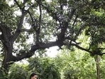 The first-ever International Day of Forests was observed on March 21, 2013. (Image used only for representation)