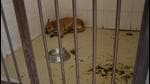 Despite Panchkula MC’s claims of infrastructure improvement, the dog kennel is in a deplorable state. (Sant Arora/HT) Despite Panchkula MC’s claims of infrastructure improvement, the dog kennel is in a deplorable state. (Sant Arora/HT)