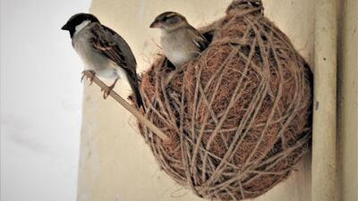 While the sparrow was declared Delhi’s state bird in 2012, March 20 has been celebrated as World Sparrow Day since 2010 – to highlight the decrease in numbers of the bird worldwide. (Sourced/Rakesh Khatri)