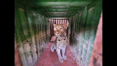 The feline was captured safely using tranquiliser (dart), and was trapped in an enclosure at 11.30 am. (HT PHOTO) The feline was captured safely using tranquiliser (dart), and was trapped in an enclosure at 11.30 am. (HT PHOTO)