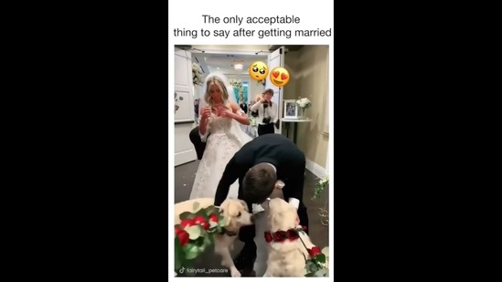 A screengrab of the video of a groom snuggling with his dogs after his wedding.&nbsp; (thedoggodose/Instagram)