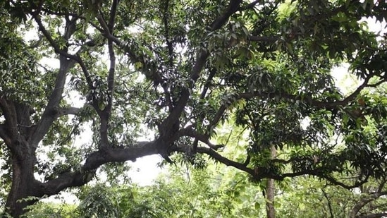 The first-ever International Day of Forests was observed on March 21, 2013. (Image used only for representation) The first-ever International Day of Forests was observed on March 21, 2013. (Image used only for representation)