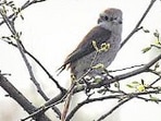 The Borwn Shrike (Sourced)