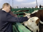 The Russia-Ukraine war has hiked cattle feed prices, Karnataka farmers face the brunt (AFP Image) The Russia-Ukraine war has hiked cattle feed prices, Karnataka farmers face the brunt (AFP Image)