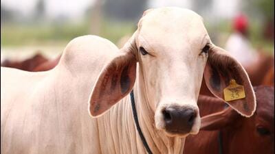People will be encouraged to rear indigenous breeds of cows, according to an RSS statement. (REPRESENTATIVE IMAGE )