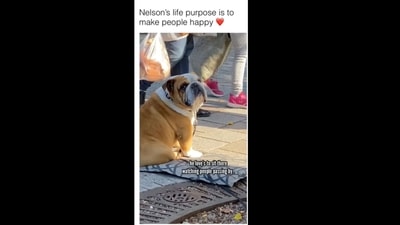 The dog loves to sit on a sidewalk so that people passing by can pet him.&nbsp; (dog/Instagram)