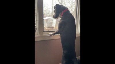 The dog monitoring how much the birds eat in the Reddit video. (Reddit/@Amoner) The dog monitoring how much the birds eat in the Reddit video. (Reddit/@Amoner)